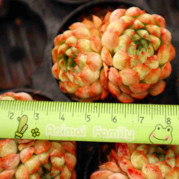 Echeveria Globulosa P - Image 3