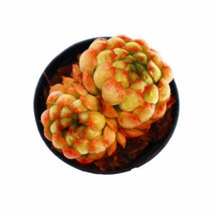 Echeveria Globulosa P