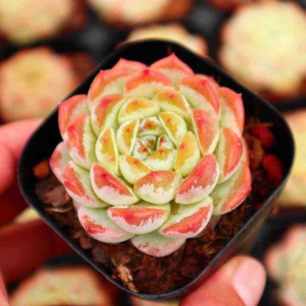 Echeveria ”Ice Grape“ - Image 2