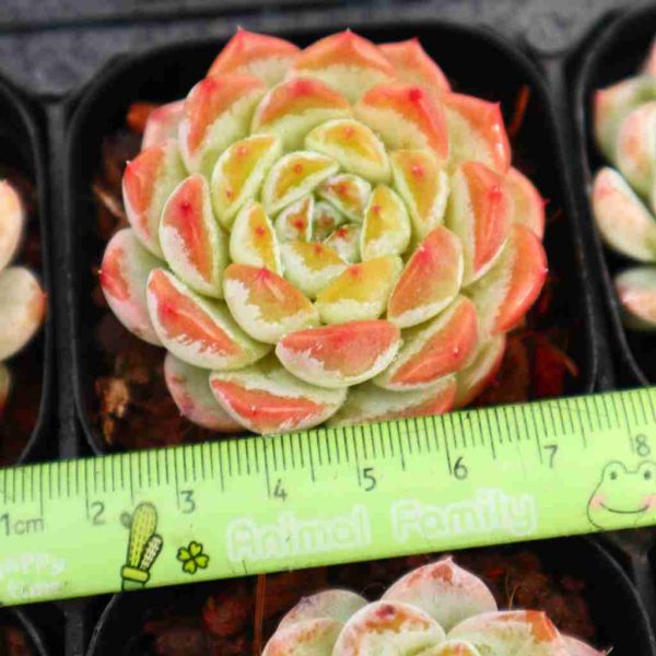 Echeveria ”Ice Grape“ - Image 3