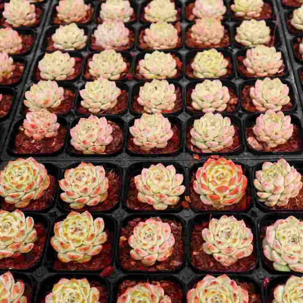 Echeveria ”Ice Grape“ - Image 5