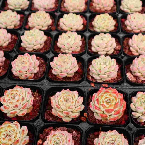 Echeveria ”Ice Grape“ - Image 6