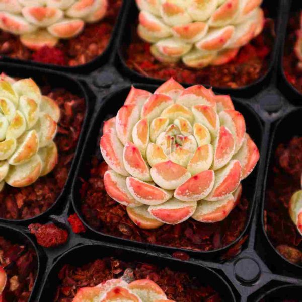 Echeveria ”Ice Grape“ - Image 4