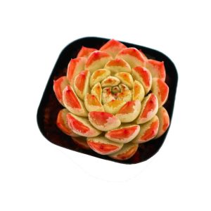 Echeveria ”Ice Grape“