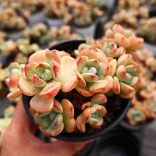 x Sedeveria ‘Pudgye ’ - Image 2