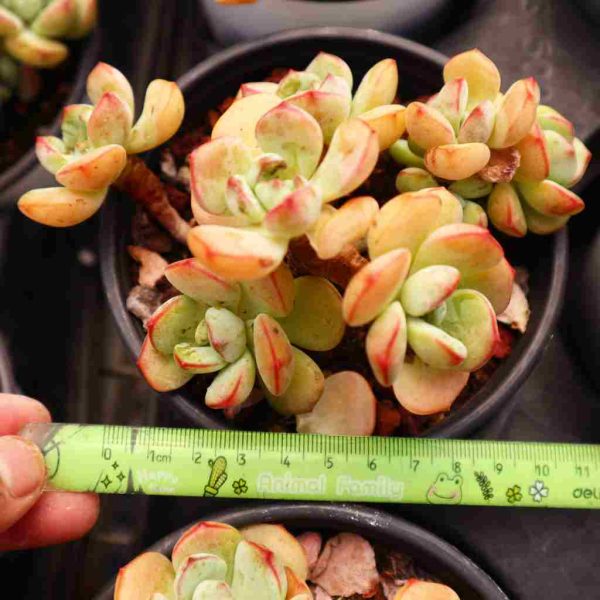 x Sedeveria ‘Pudgye ’ - Image 3