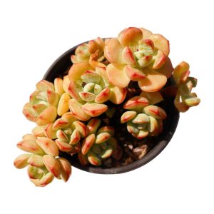 x Sedeveria ‘Pudgye ’
