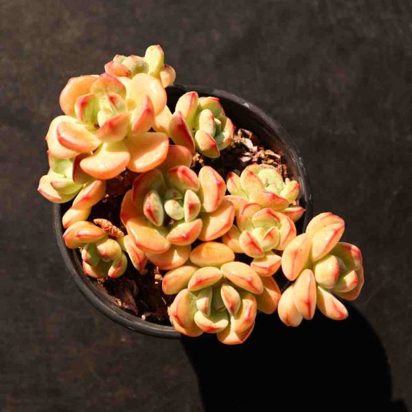 x Sedeveria ‘Pudgye ’ - Image 4
