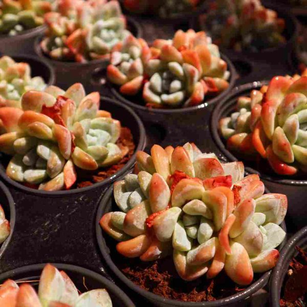 Echeveria ‘Ice Green’ - Image 3