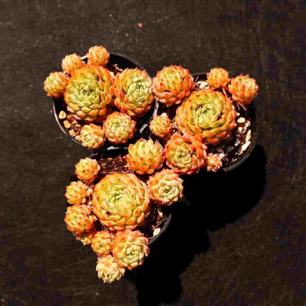 Echeveria "Globulosa" - Image 4