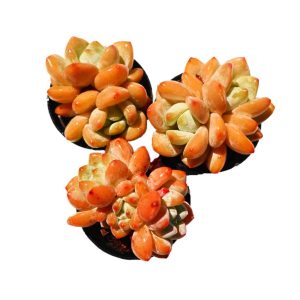 xSedeveria ‘Maxwell’