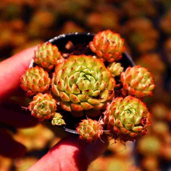 Echeveria "Globulosa" - Image 2