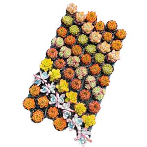 Echeveria Set - 5