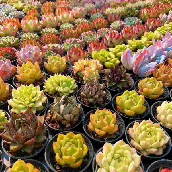 Echeveria Set - 2 - Image 3