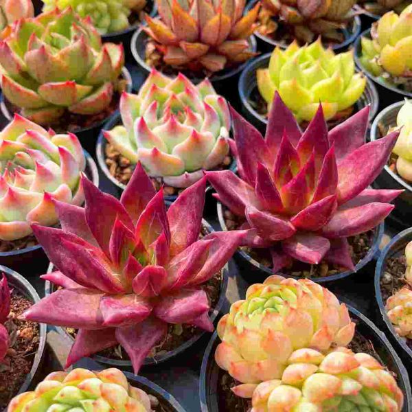 Echeveria Set - 2 - Image 4