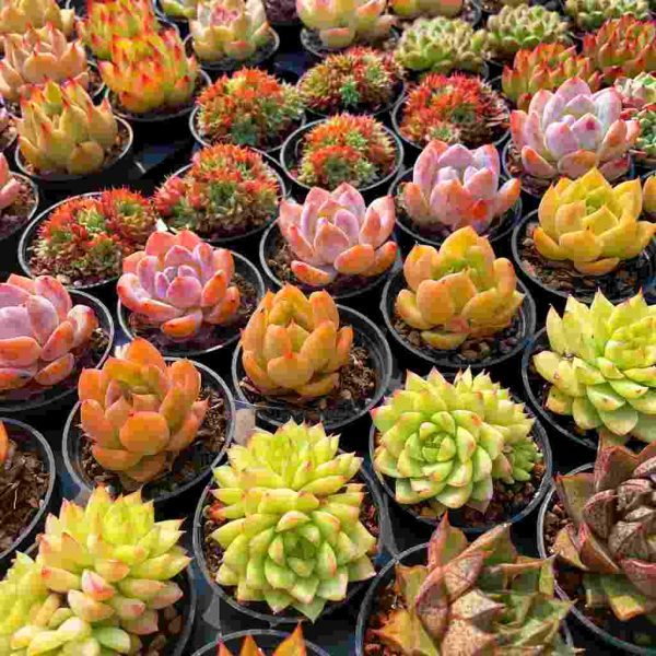 Echeveria Set - 4 - Image 3
