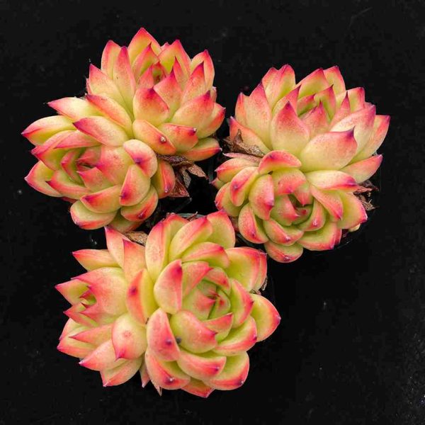 Echeveria ’Red Corn‘ - Image 3