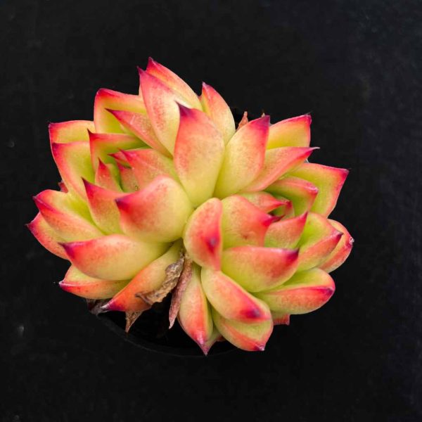 Echeveria ’Red Corn‘ - Image 2