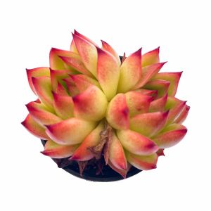 Echeveria ’Red Corn‘