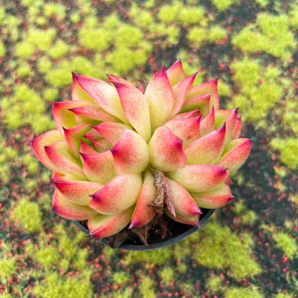 Echeveria ’Red Corn‘ - Image 4