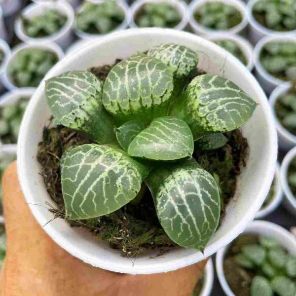 Haworthia comptoniana - Image 2