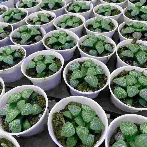 Haworthia comptoniana - Image 5