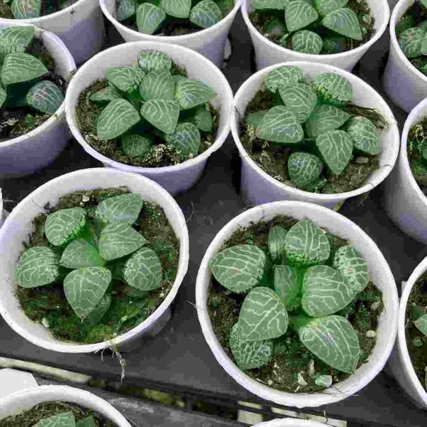 Haworthia comptoniana - Image 3
