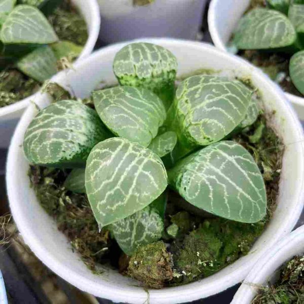 Haworthia comptoniana - Image 4
