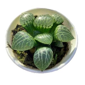 Haworthia comptoniana