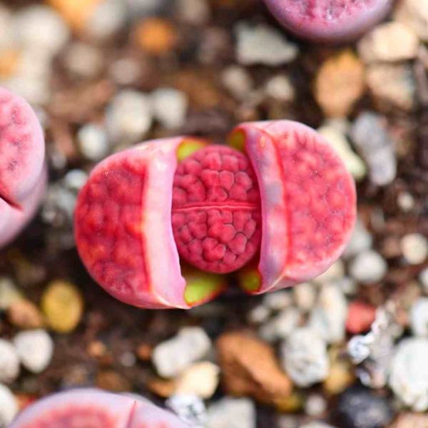 Lithops karasmontana ’Axel's Rose' - Image 3