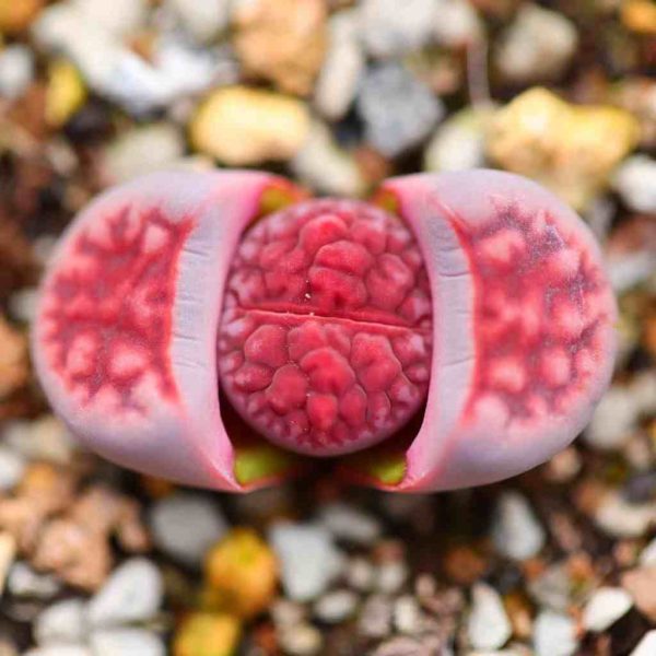 Lithops karasmontana ’Axel's Rose' - Image 4