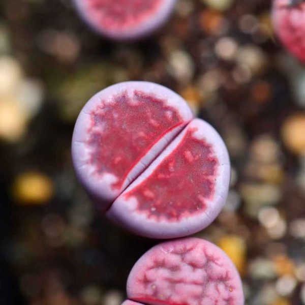 Lithops karasmontana ’Axel's Rose' - Image 5