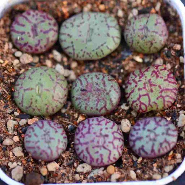 Conophytum Minimum 清姬 - Image 3