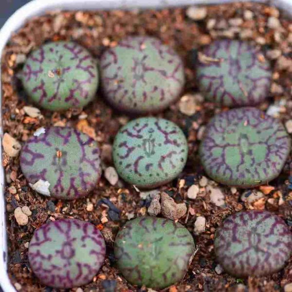 Conophytum Minimum 清姬 - Image 4