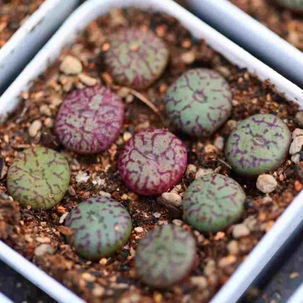 Conophytum Minimum 清姬 - Image 5