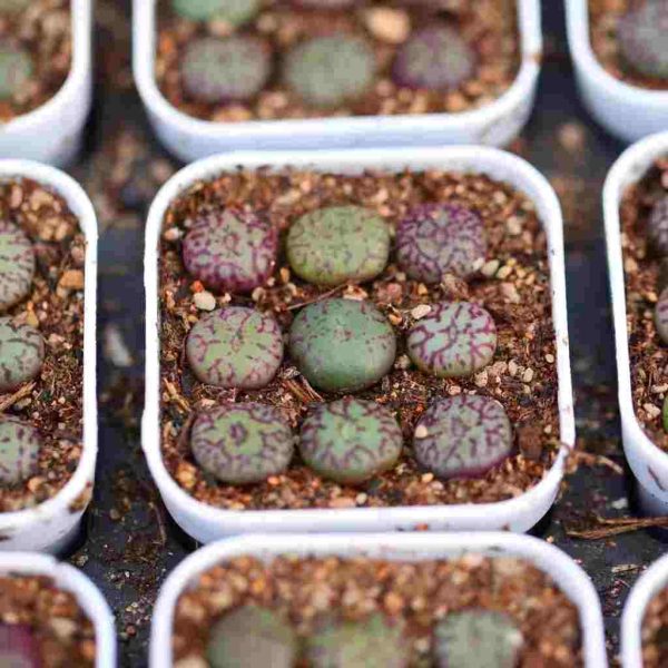 Conophytum Minimum 清姬 - Image 6