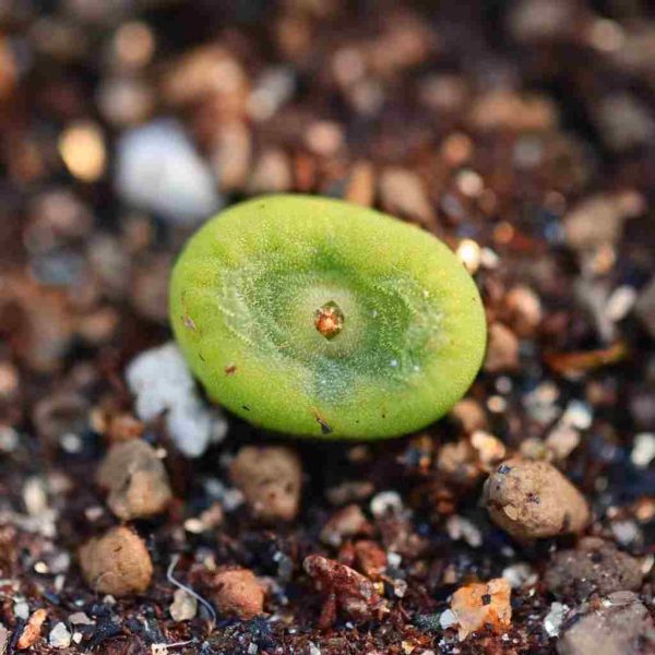 Conophytum phoeniceum 水晶鞋 - Image 3