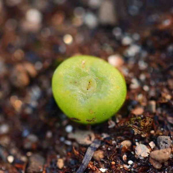 Conophytum phoeniceum 水晶鞋 - Image 4