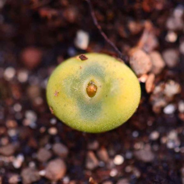 Conophytum phoeniceum 水晶鞋 - Image 5