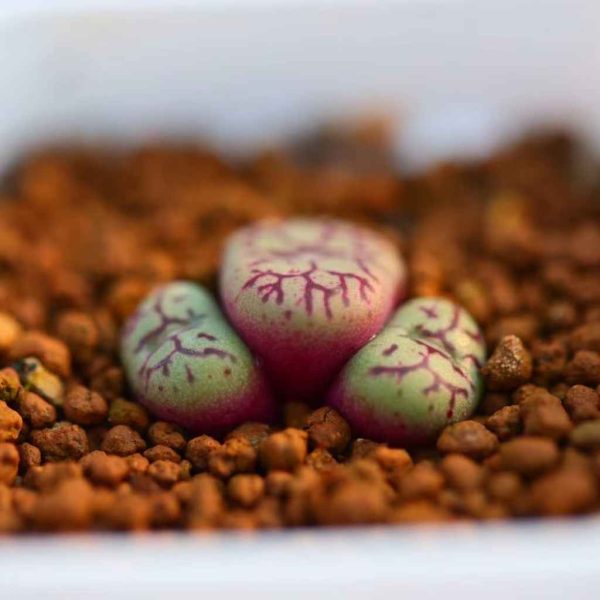 Conophytum minimum 清姬 - Image 5
