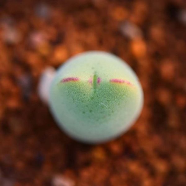 Conophytum bilobum (Marloth) N.E.Br. 毛少将 - Image 5