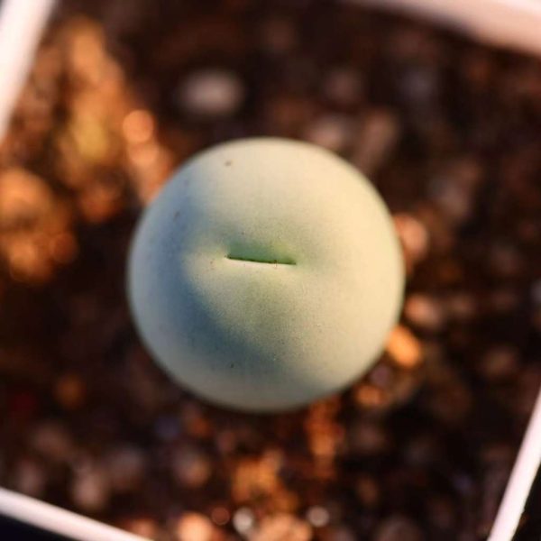 Conophytum caculus 鸽子蛋 - Image 4