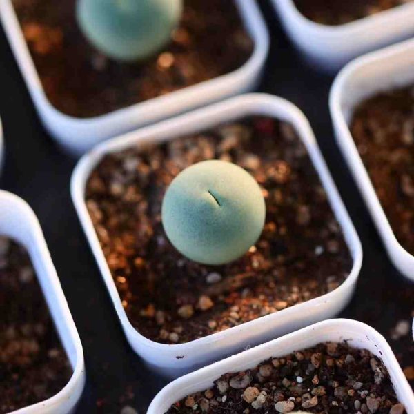 Conophytum caculus 鸽子蛋 - Image 5