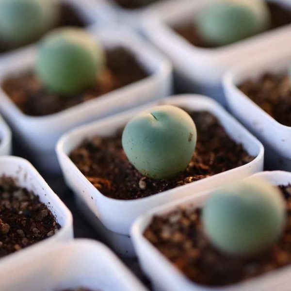 Conophytum caculus 鸽子蛋 - Image 6
