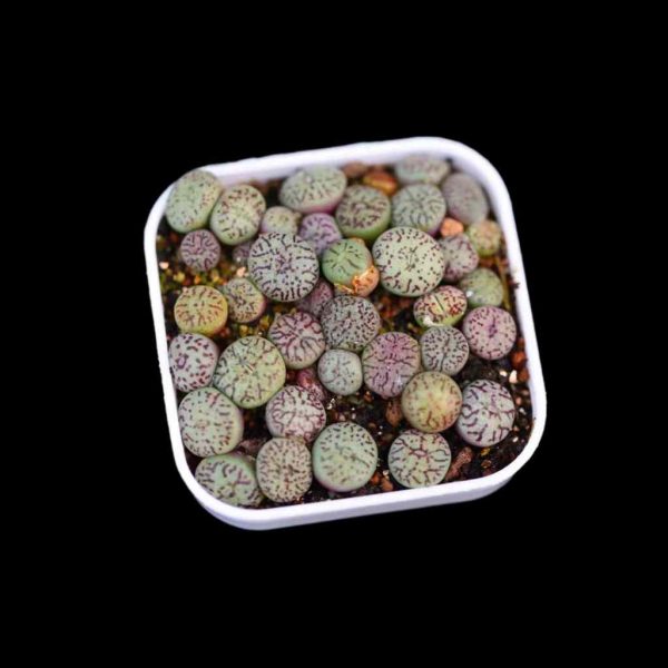 MINIMUM ‘wittebergense’. MIX 墨小锥 - Image 2