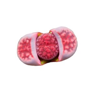Lithops karasmontana ’Axel's Rose'