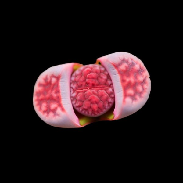 Lithops karasmontana ’Axel's Rose' - Image 2