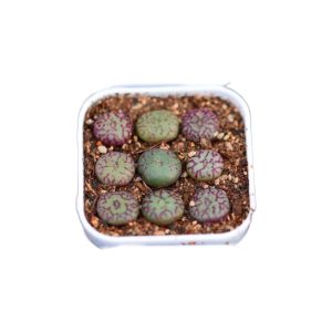 Conophytum Minimum 清姬