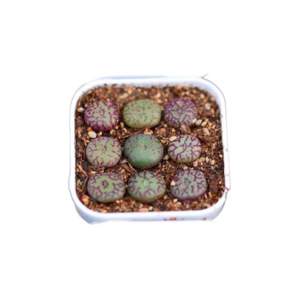 Conophytum Minimum 清姬