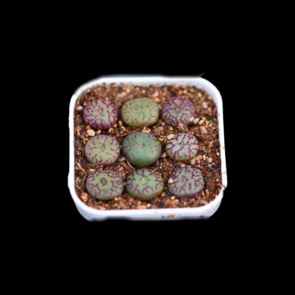 Conophytum Minimum 清姬 - Image 2
